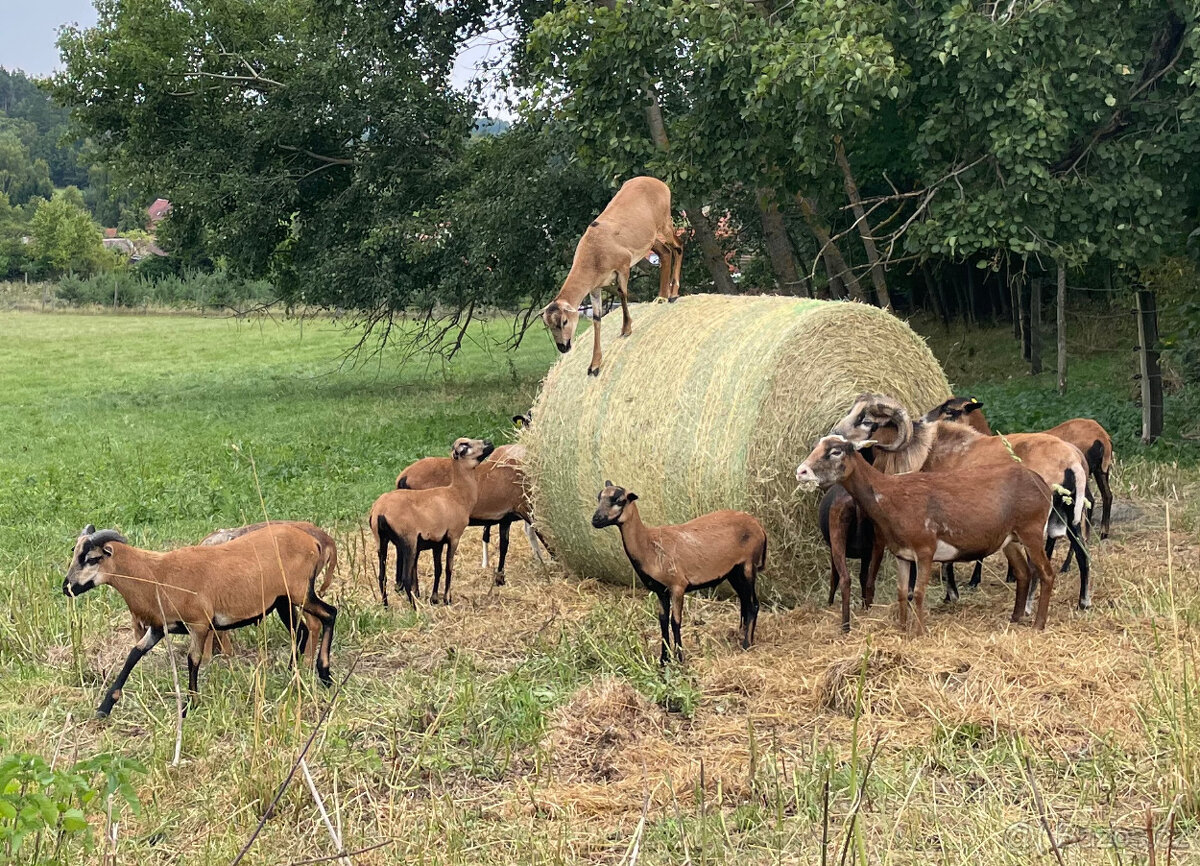 Prodám Kamerunského beránka a jehničky - 4