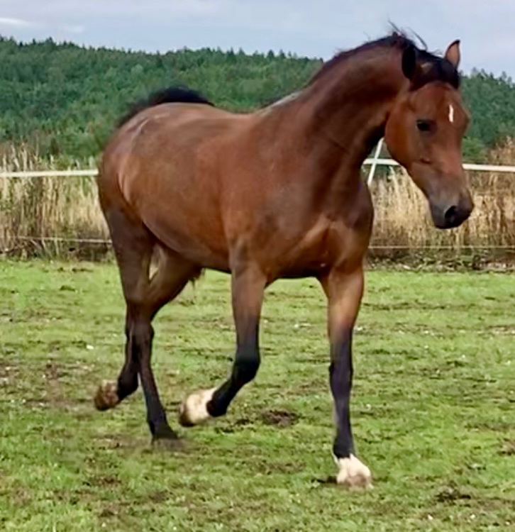 Koně od 50 tis. - Welsh Cob - 4
