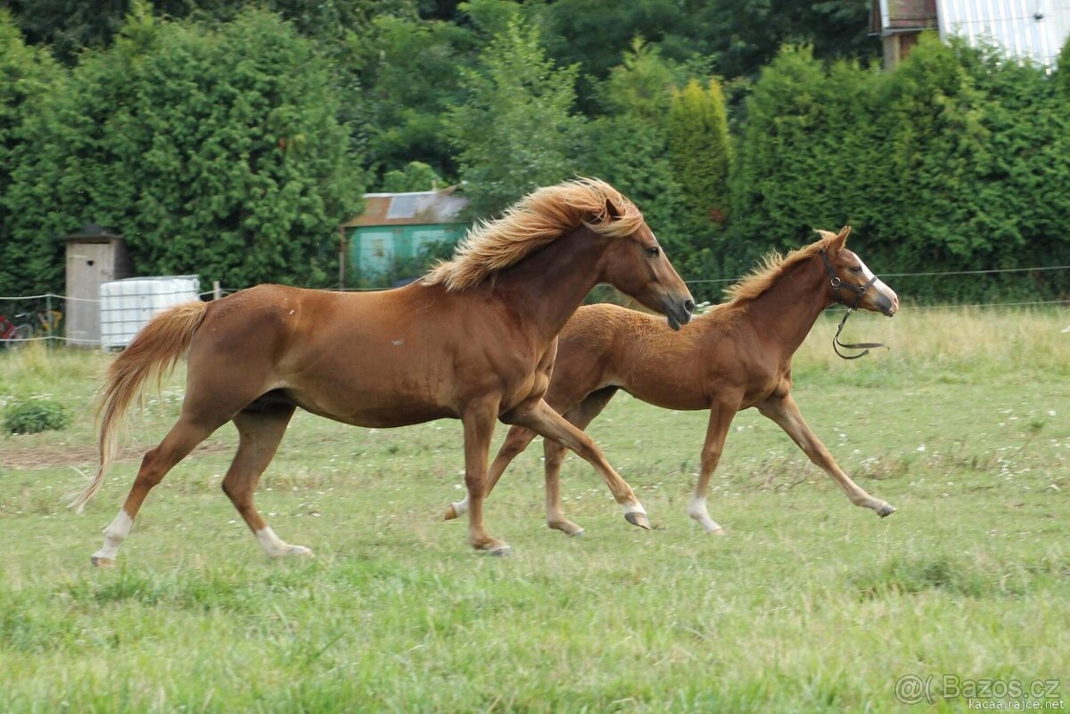 Hříbě sportovní pony - 4