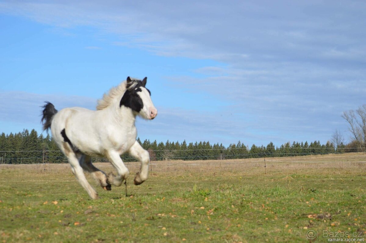Hřebeček irský cob - 4