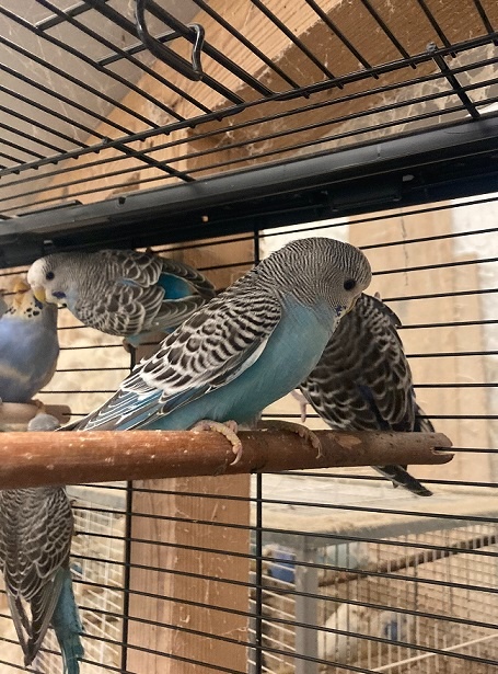 Prodám Andulky modrobílé - 4