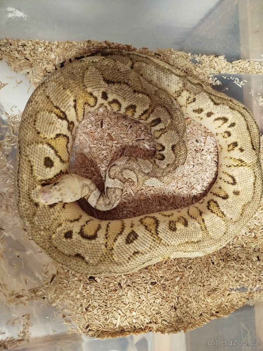 Krajta královská - 4