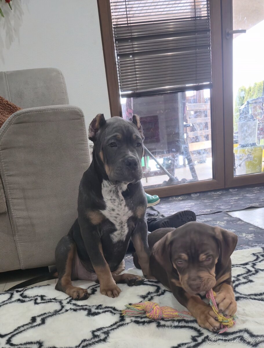 American bully xl - 4