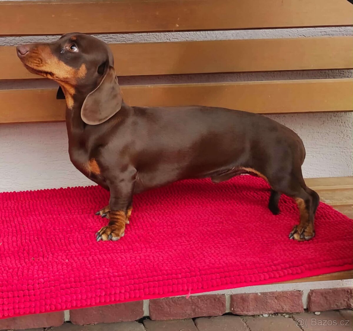 Jezevčík hladkosrstý standartň - 4