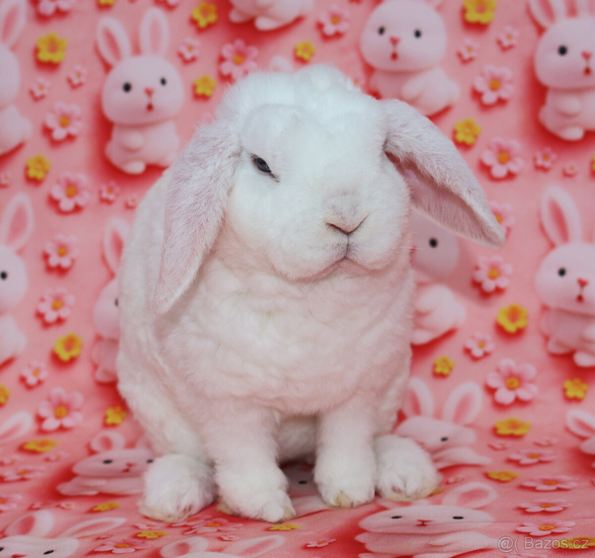 Zakrsly rex beránek , maličká modrooká samička . - 4