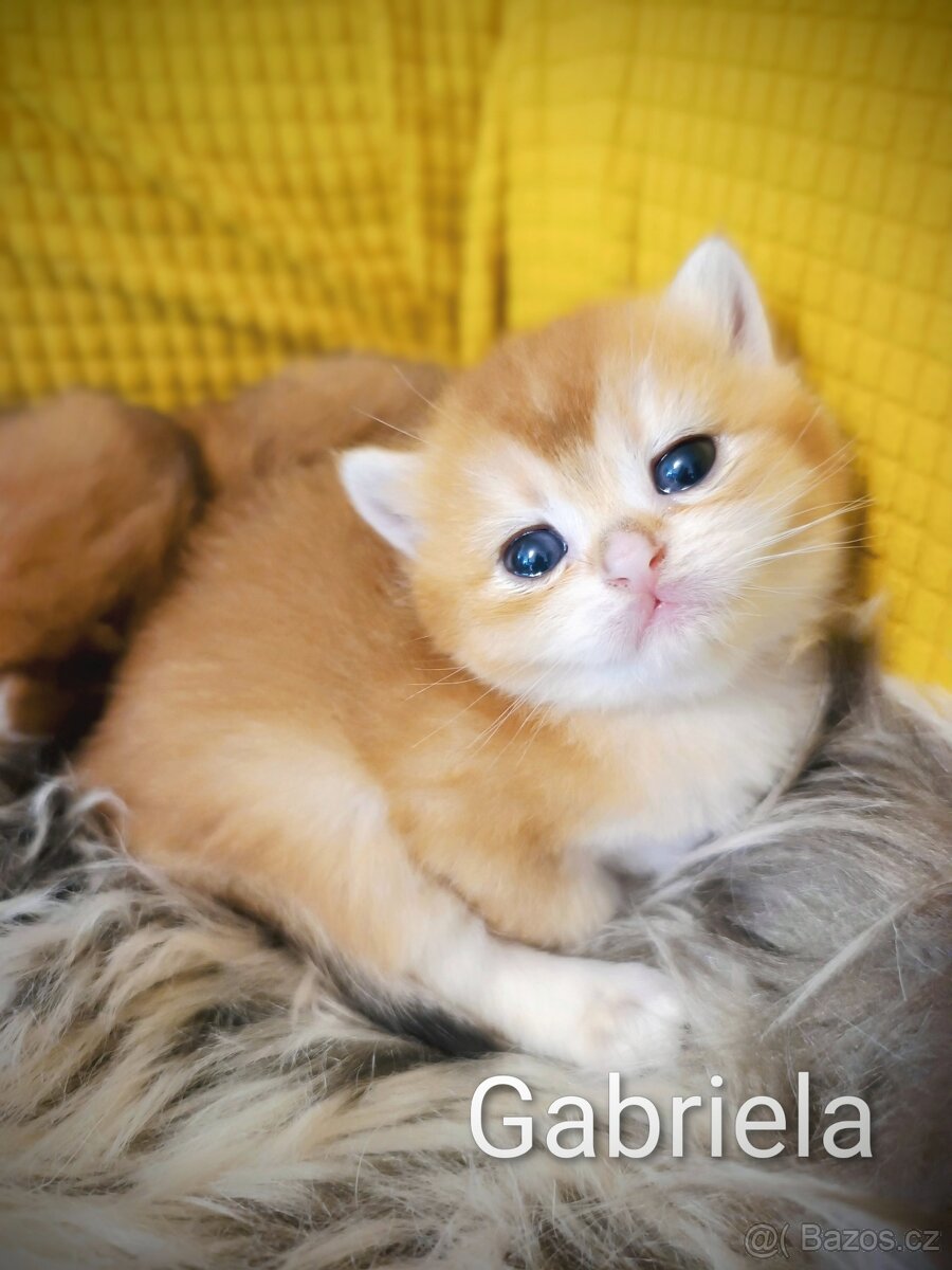 Luxusní britská zlatá a modrozlatá koťátka, s PP - 4