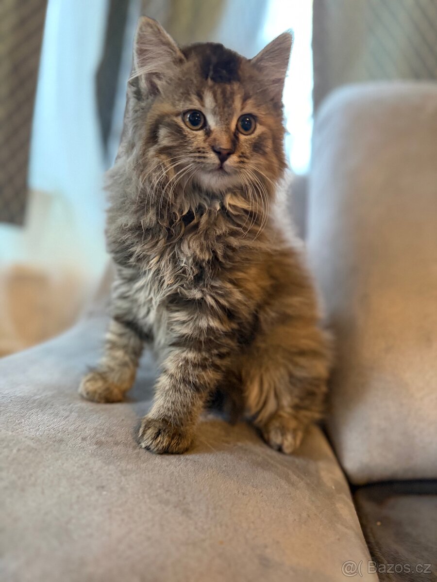 Mainská mývalí - 4