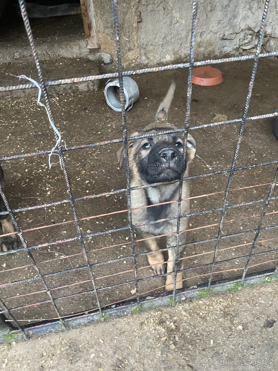 Německý ovčák - 4