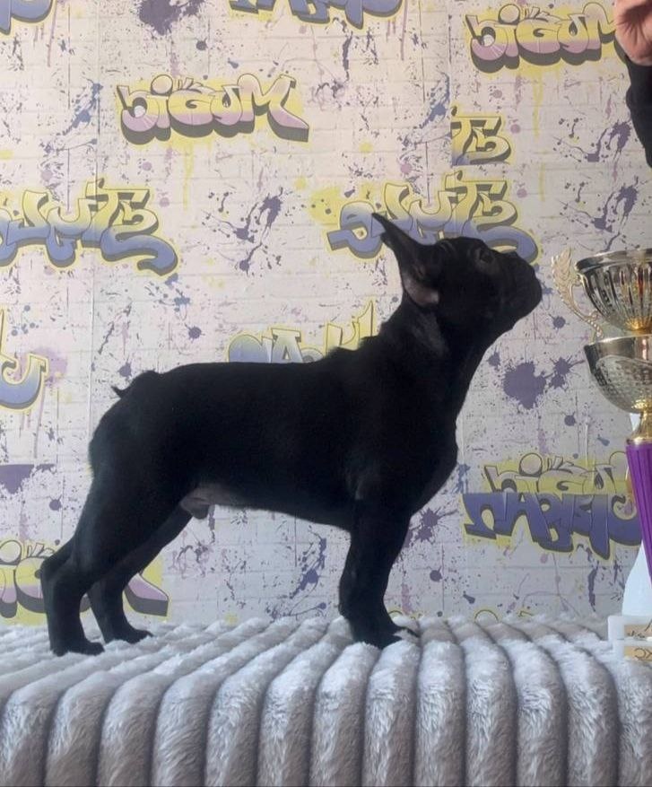 Francouzský buldoček s PP FCI - 4