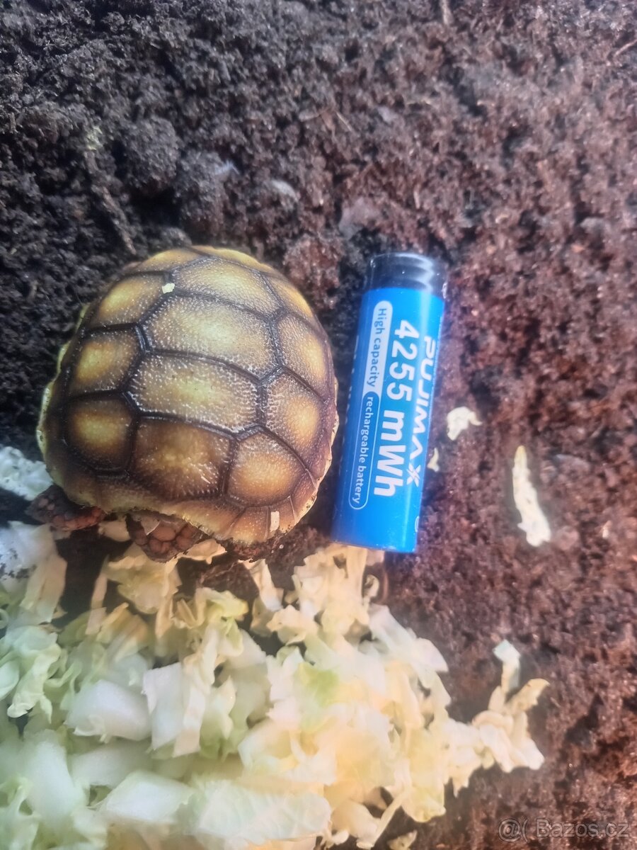 mladata zelva uhlirska vlasni chov - 4