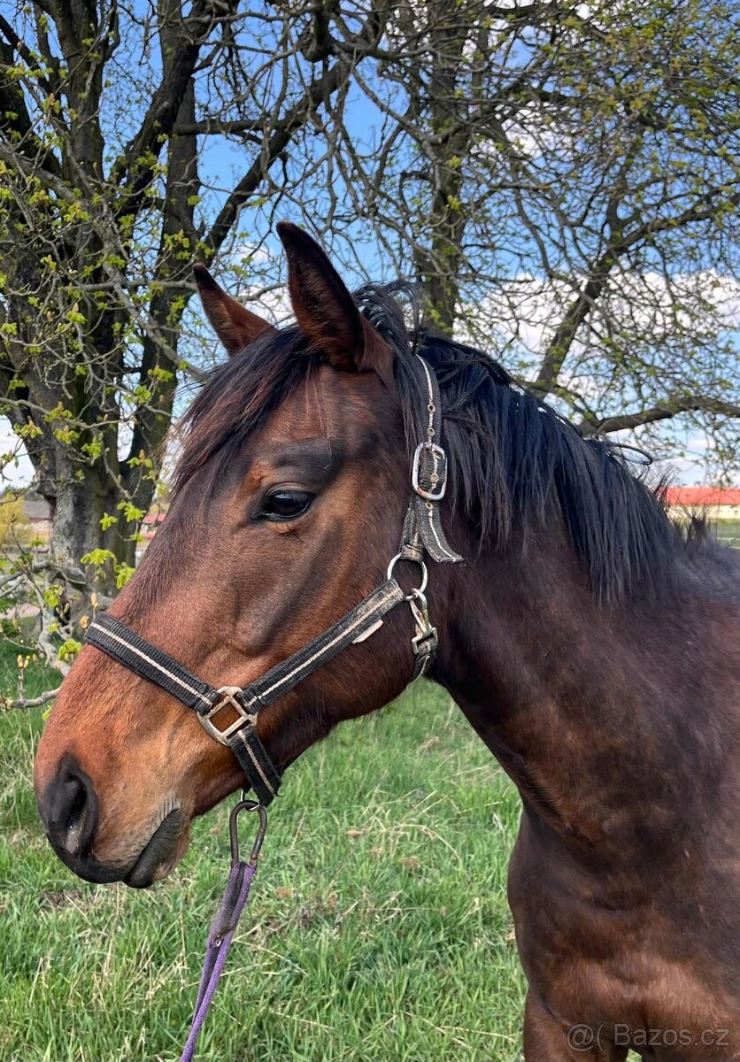 čtyřletý valach - 4