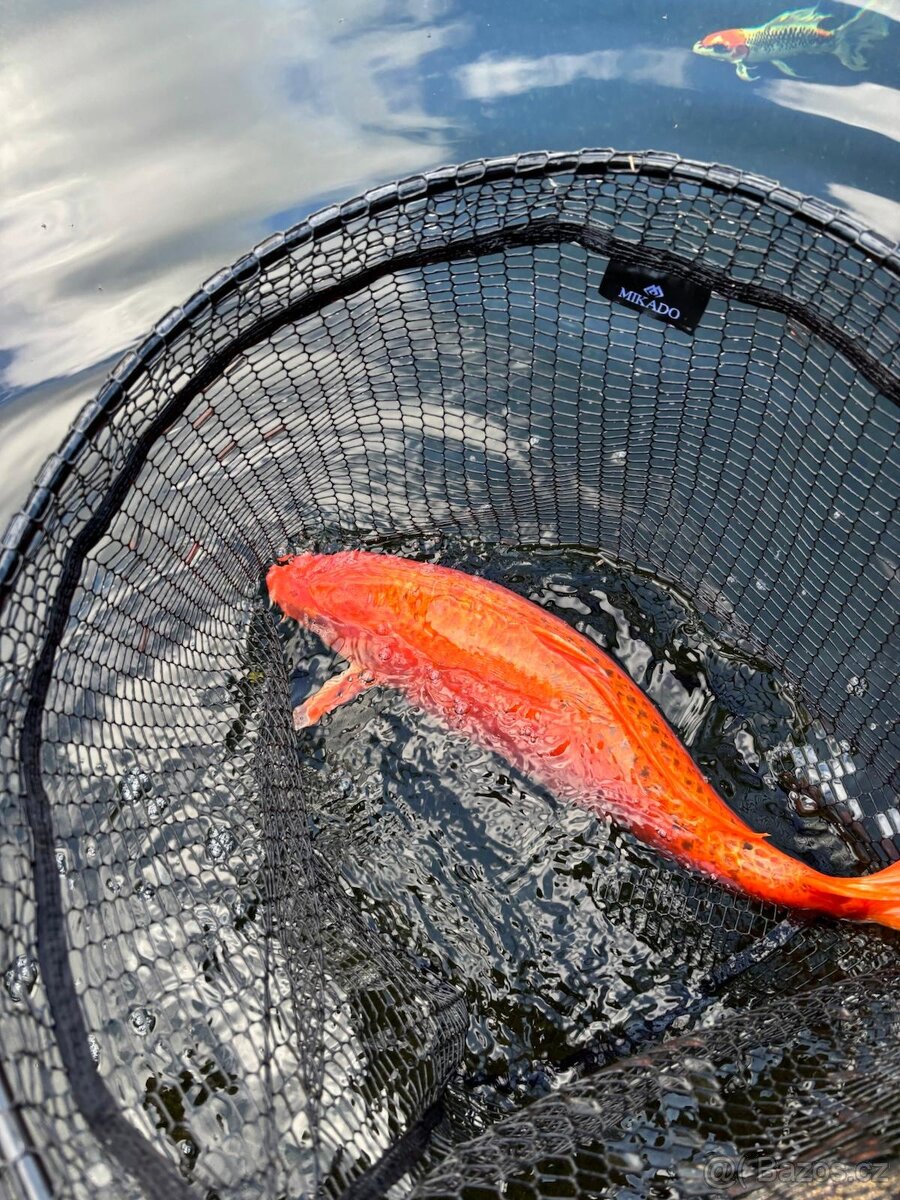 Koi - 4