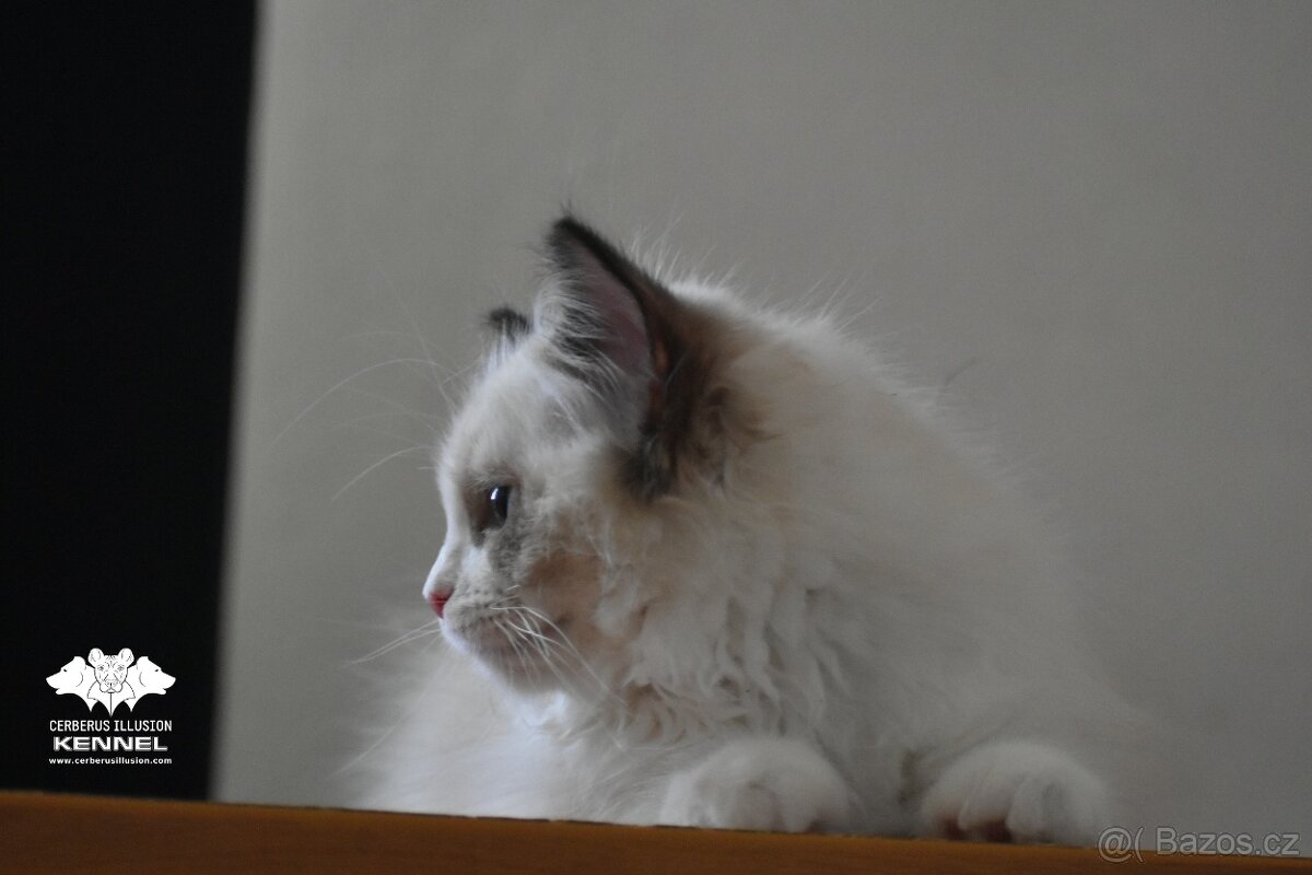 Ragdoll s PP – nádherná seal bicolor kočka na výstavy a chov - 4