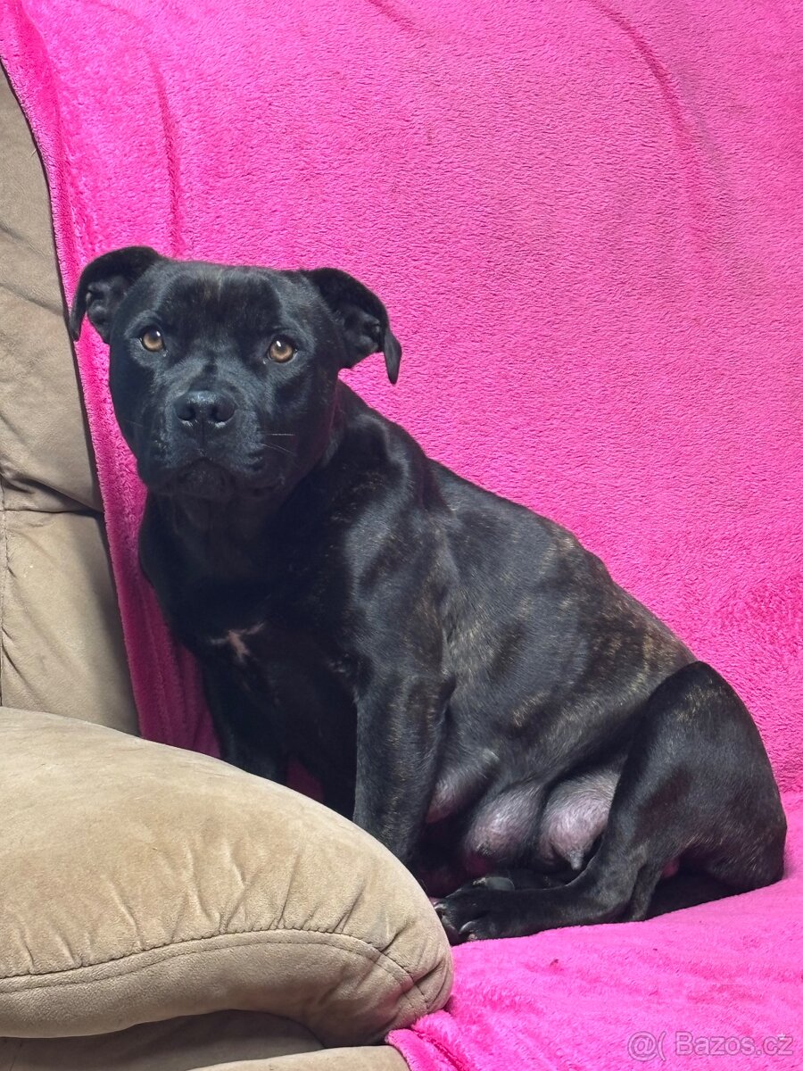 Stafordšírský bulteriér bez PP - 4