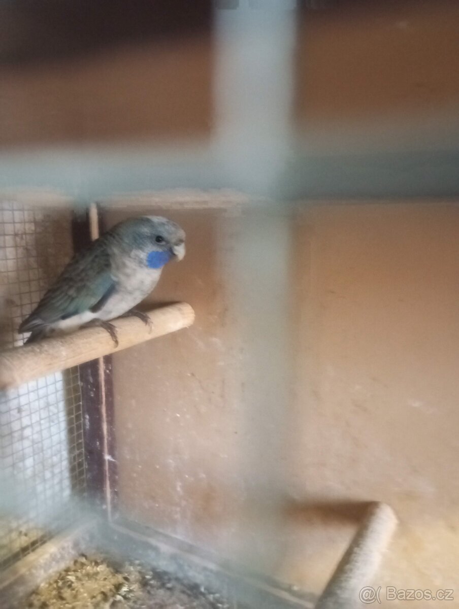 rosela penant modrá - 4