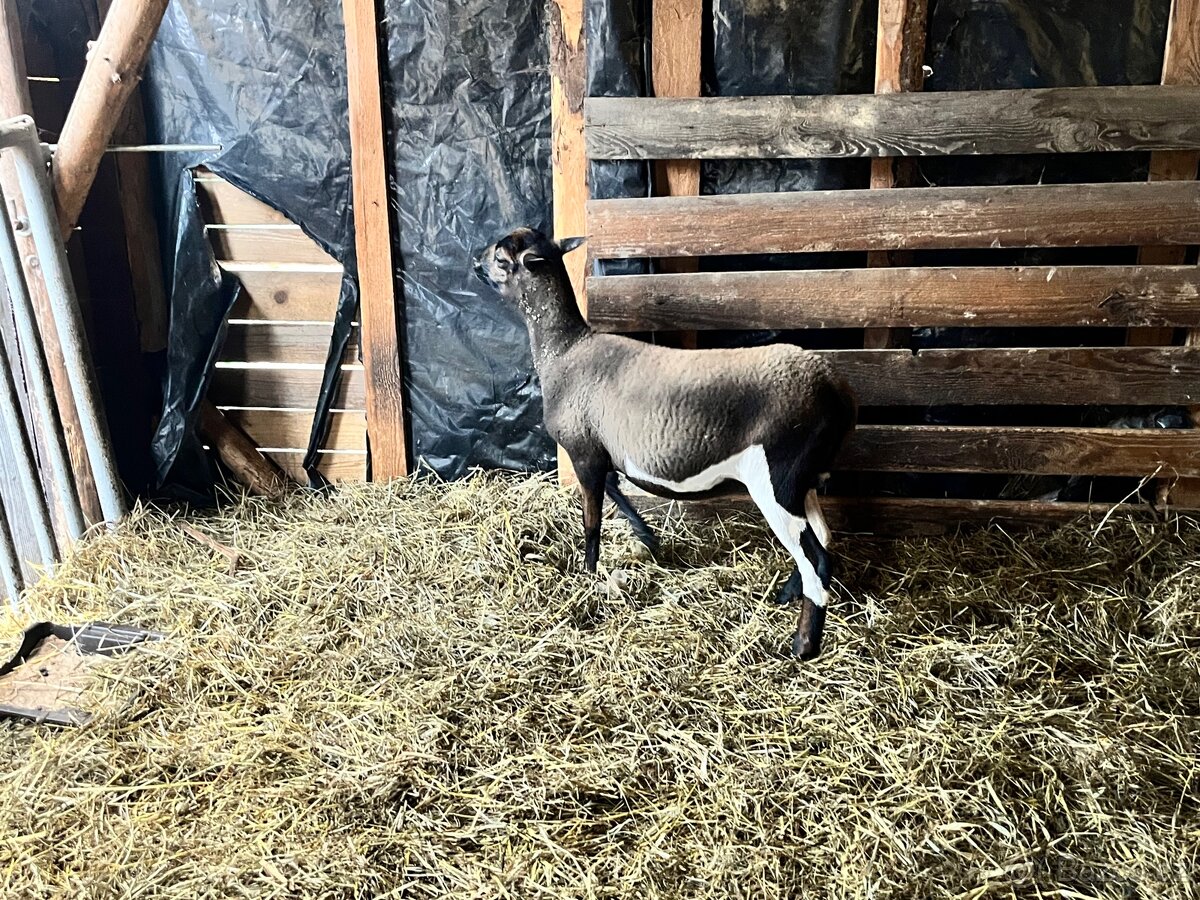 Kamerunská ovce - 4