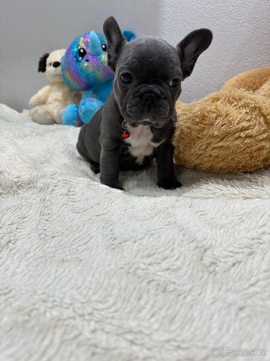 Francouzský buldoček modrý - 4
