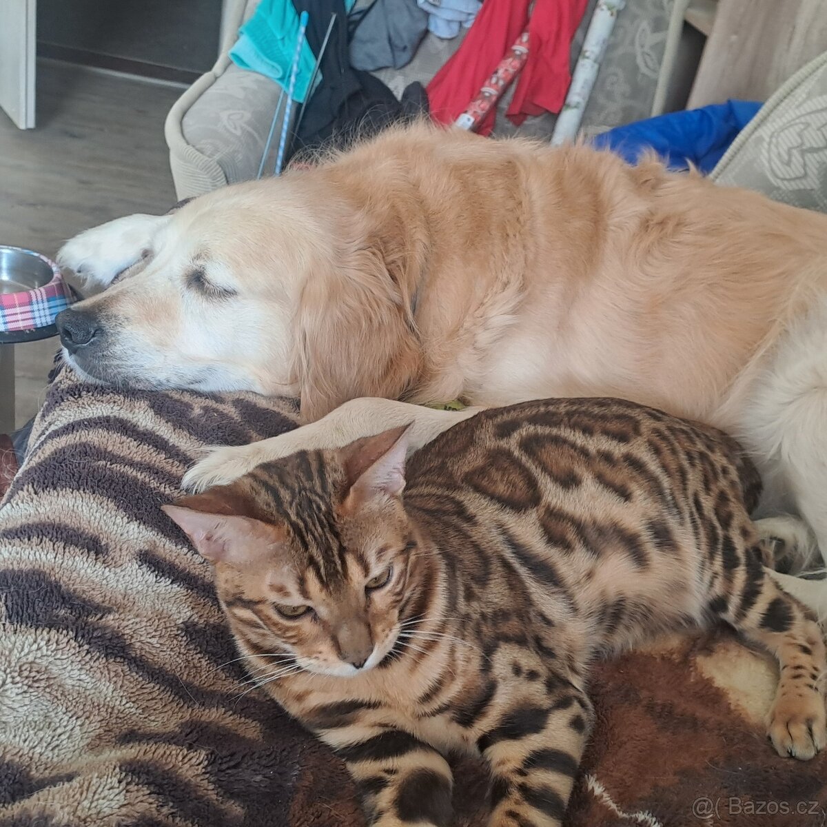 Bengalska kocka s PP - 4