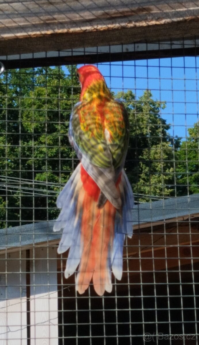 Rosela pestrá opalin Belgický pastel - 4