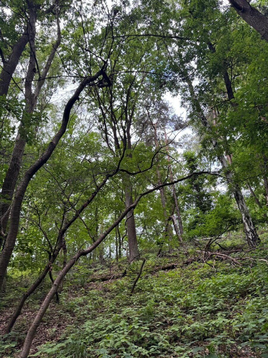 Prodej lesního pozemku v k.ú. Radimovice u Sychrova - 4