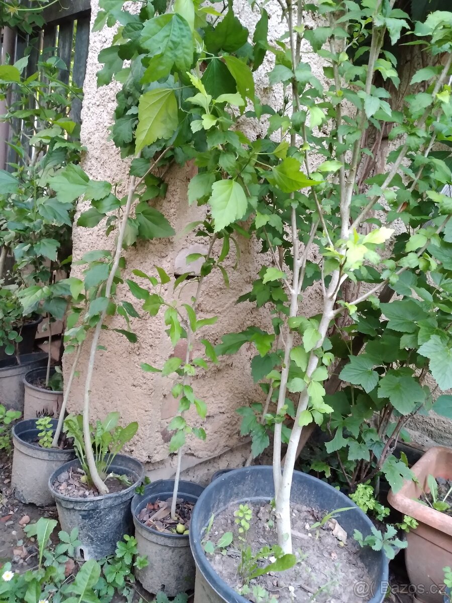 Ibišek syrsky-keř s napadnými květy. ♤ - 4