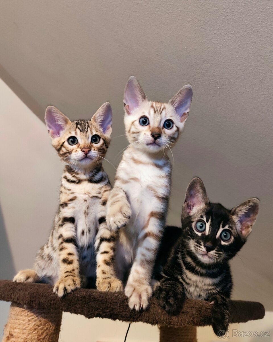 Bengálský Mink kocourek s PP - 4