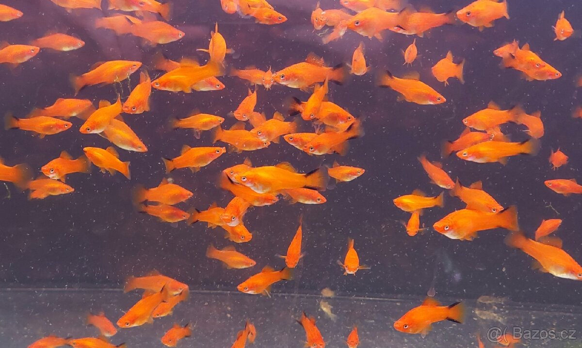 Mečovka Mex. Cometa a panceřníček C. Paleatus - 4