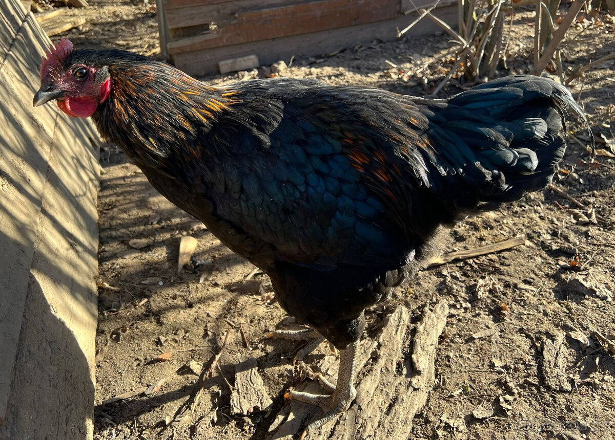 Vymazlení kohouti - 4