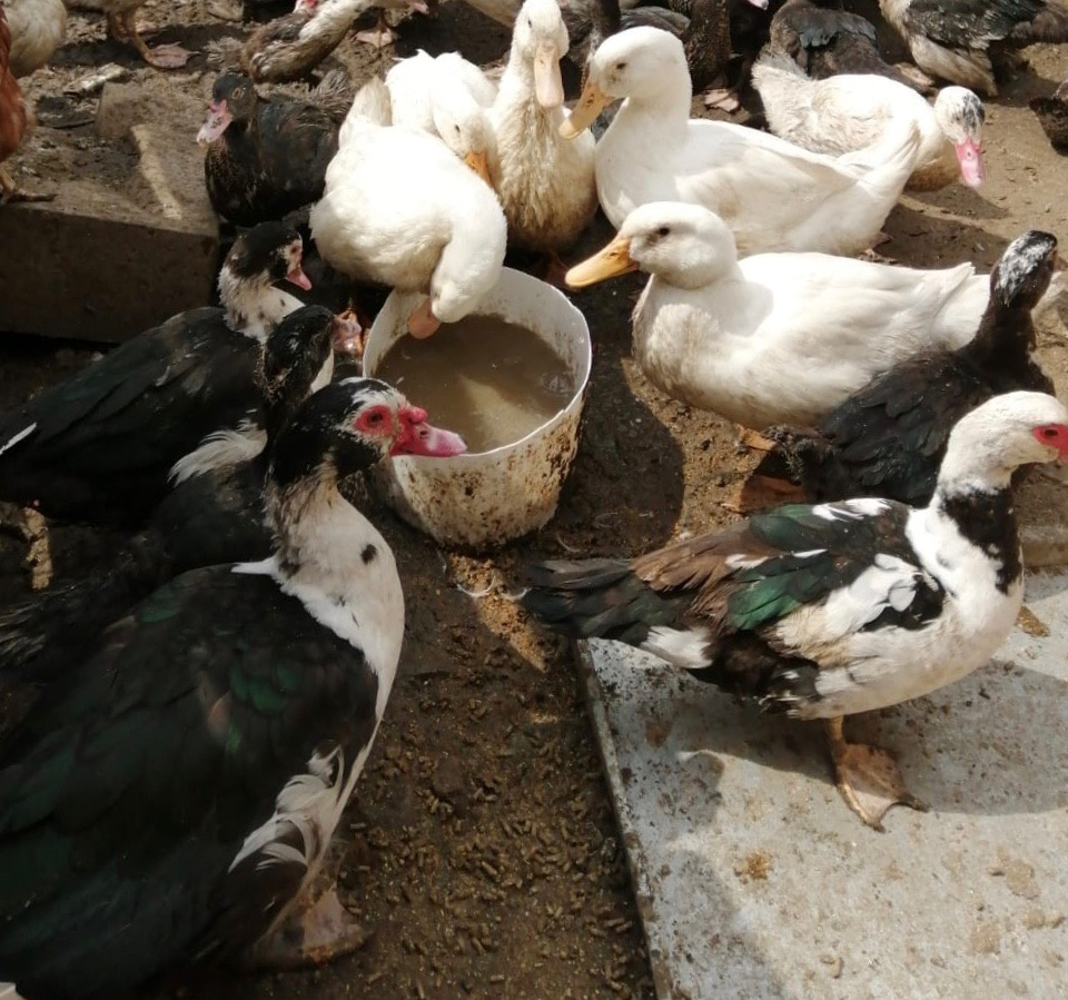 Kachny a kačery pižmovky - 4