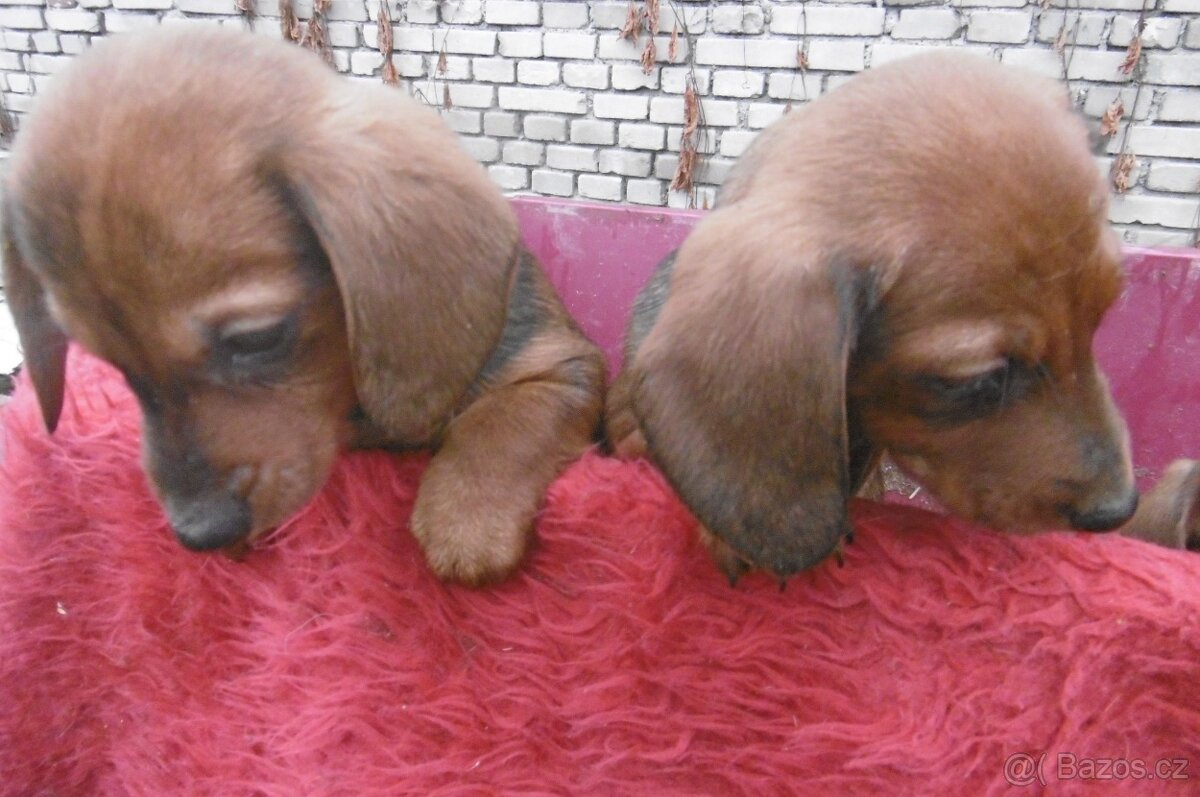 Prodej jezevčíků - 4