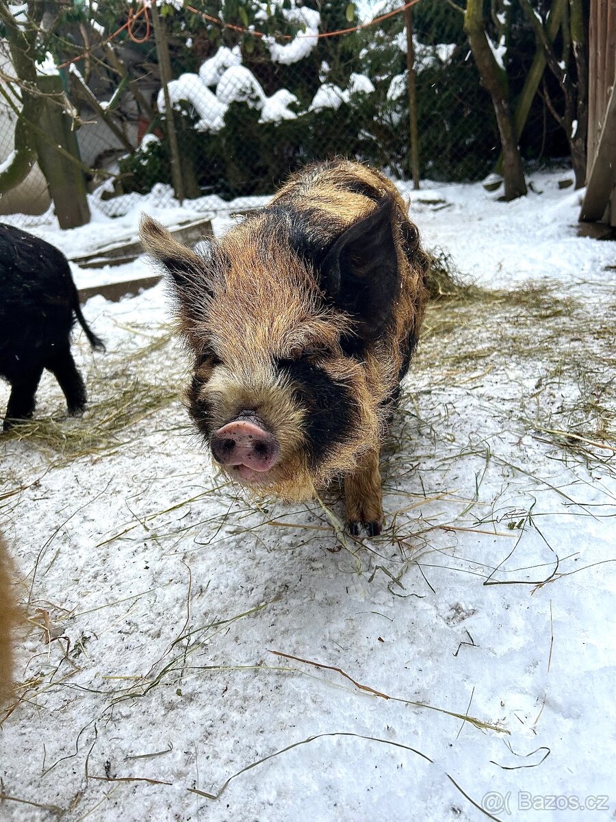 Kune kune na mazlíka - 4