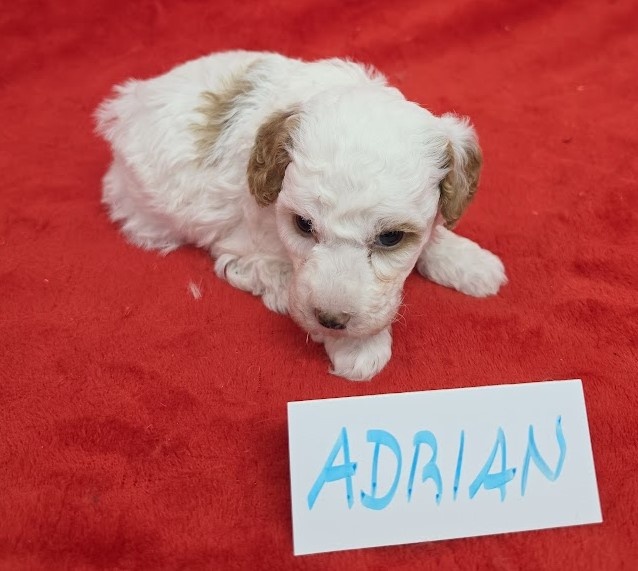 PUDL TRPASLIČÍ VÍCEBAREVNÝ s PP pes - 4