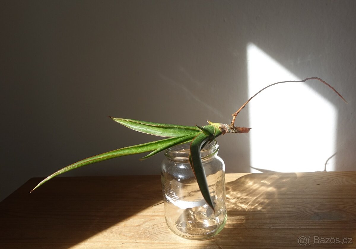 Sukulent, tchynin jazyk, Sansevieria - 4