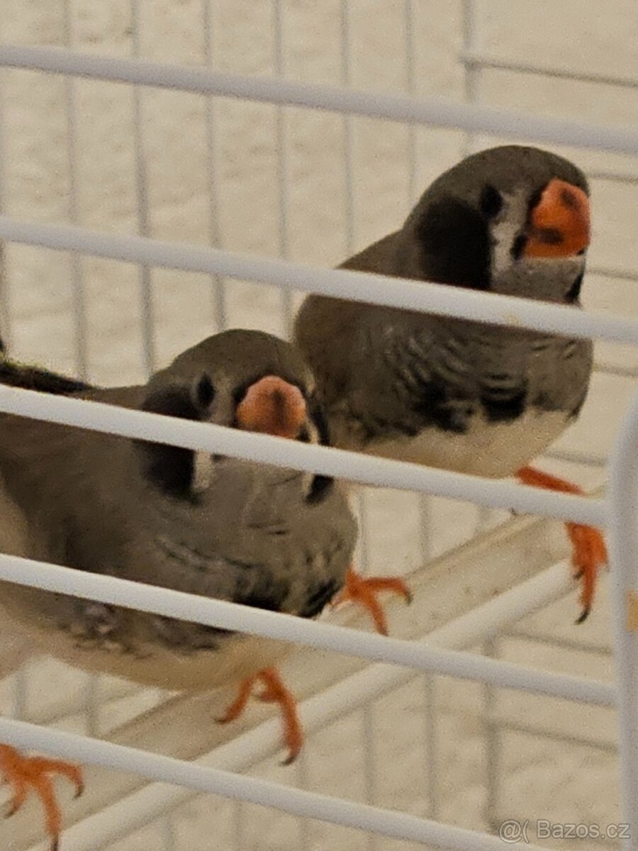 Mladé zebřičky - 4