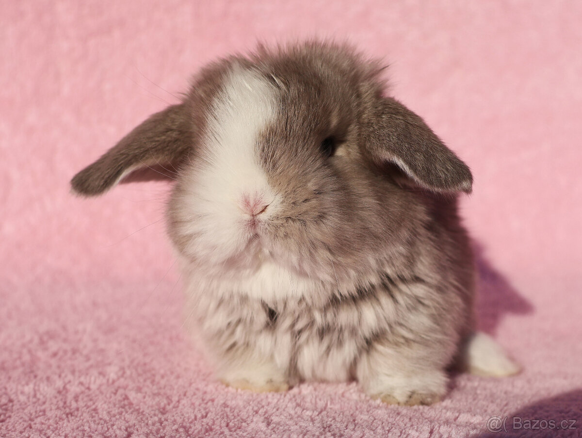 Zakrslí beránci NHD modrá očka . - 4