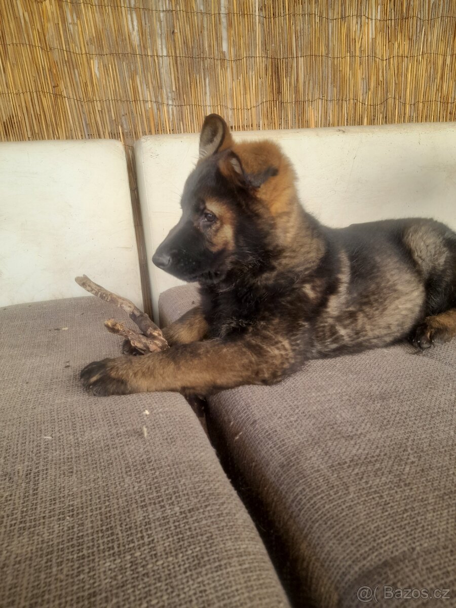 Německý ovčák - 4