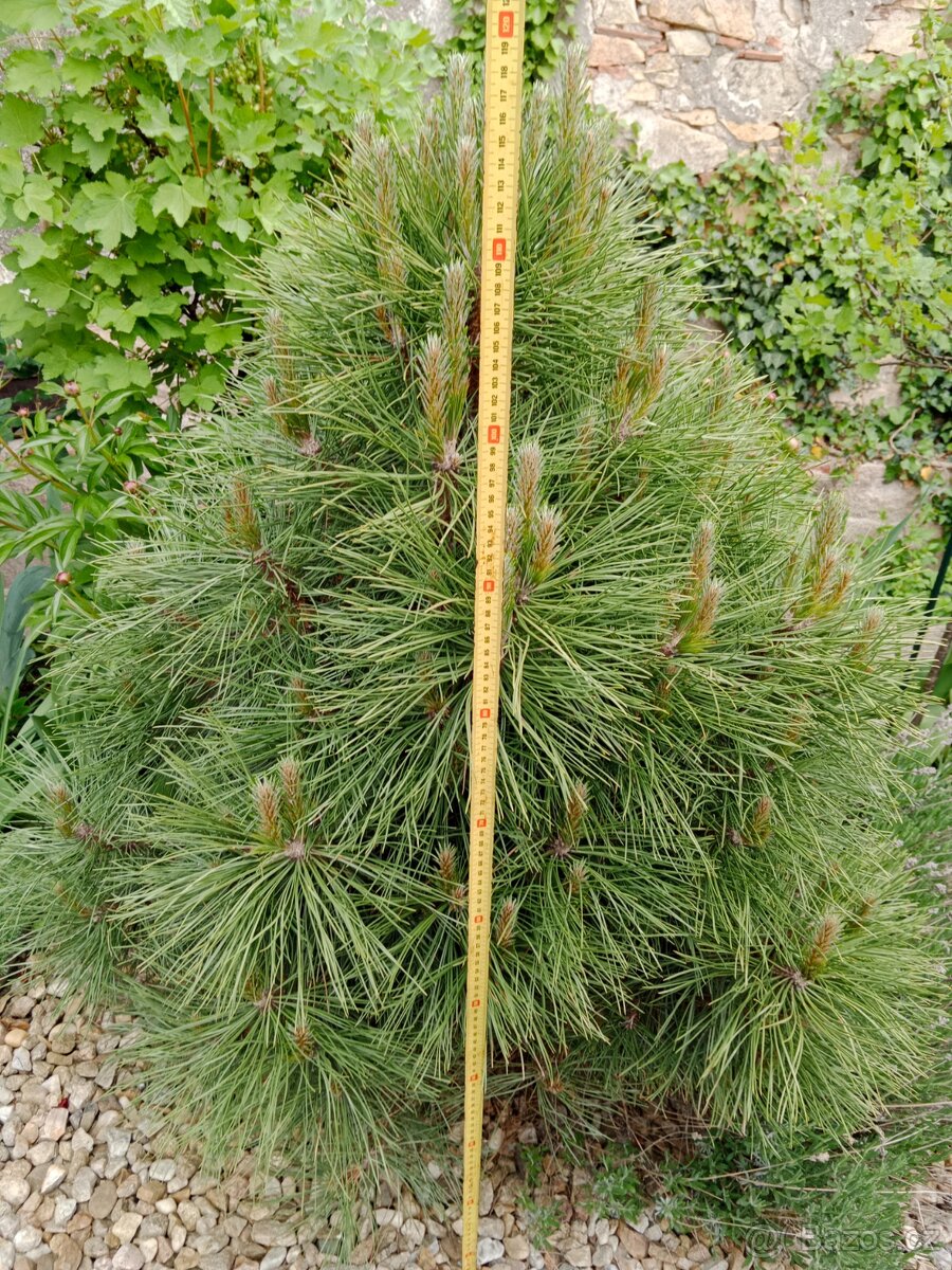 Zakrslé borovice - 4