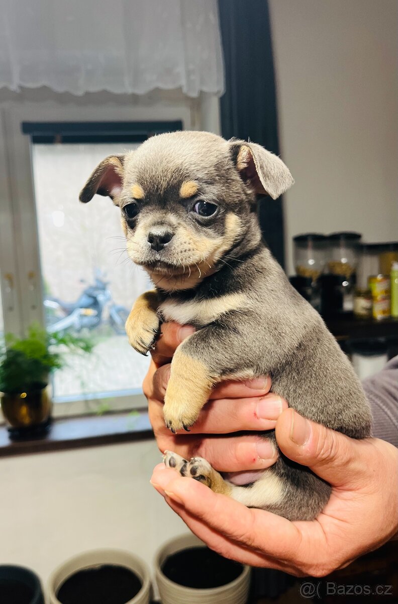 ČIVAVA KRÁTKOSRSTÁ - 4