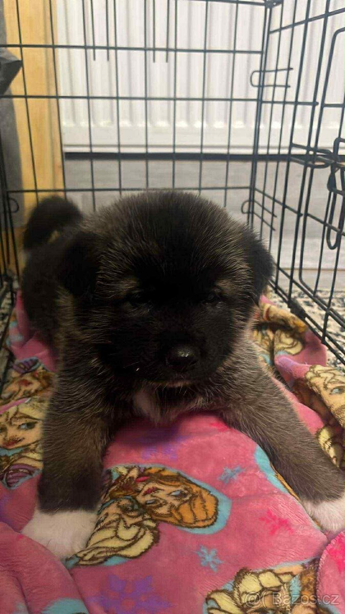 akita inu japobskeho typu - 4