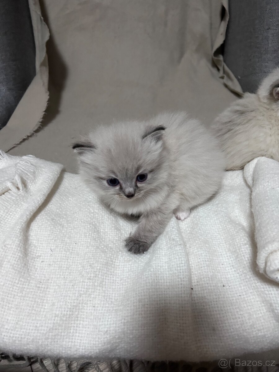 Kotě ragdoll - 4