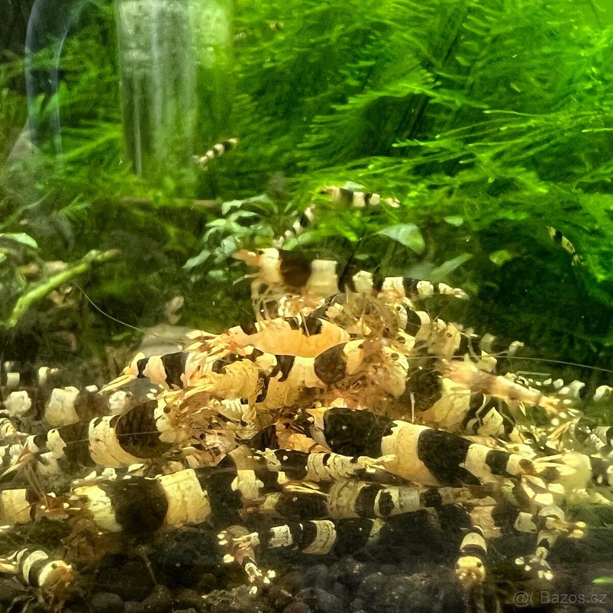 Sladkovodní krevety - 4