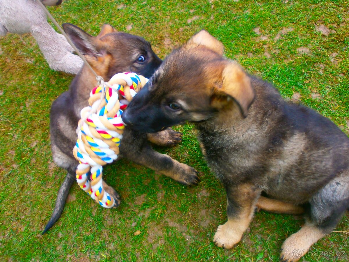 Německý ovčák štěňata - 4