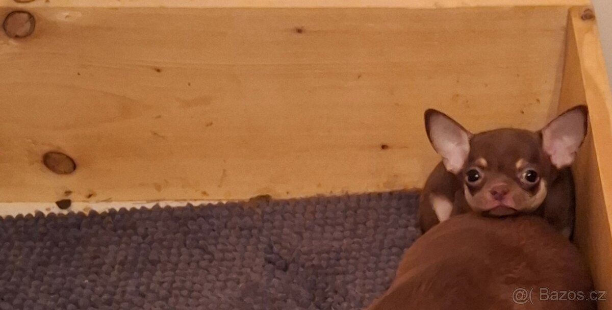 čivava čokoládové šteniatka - 4