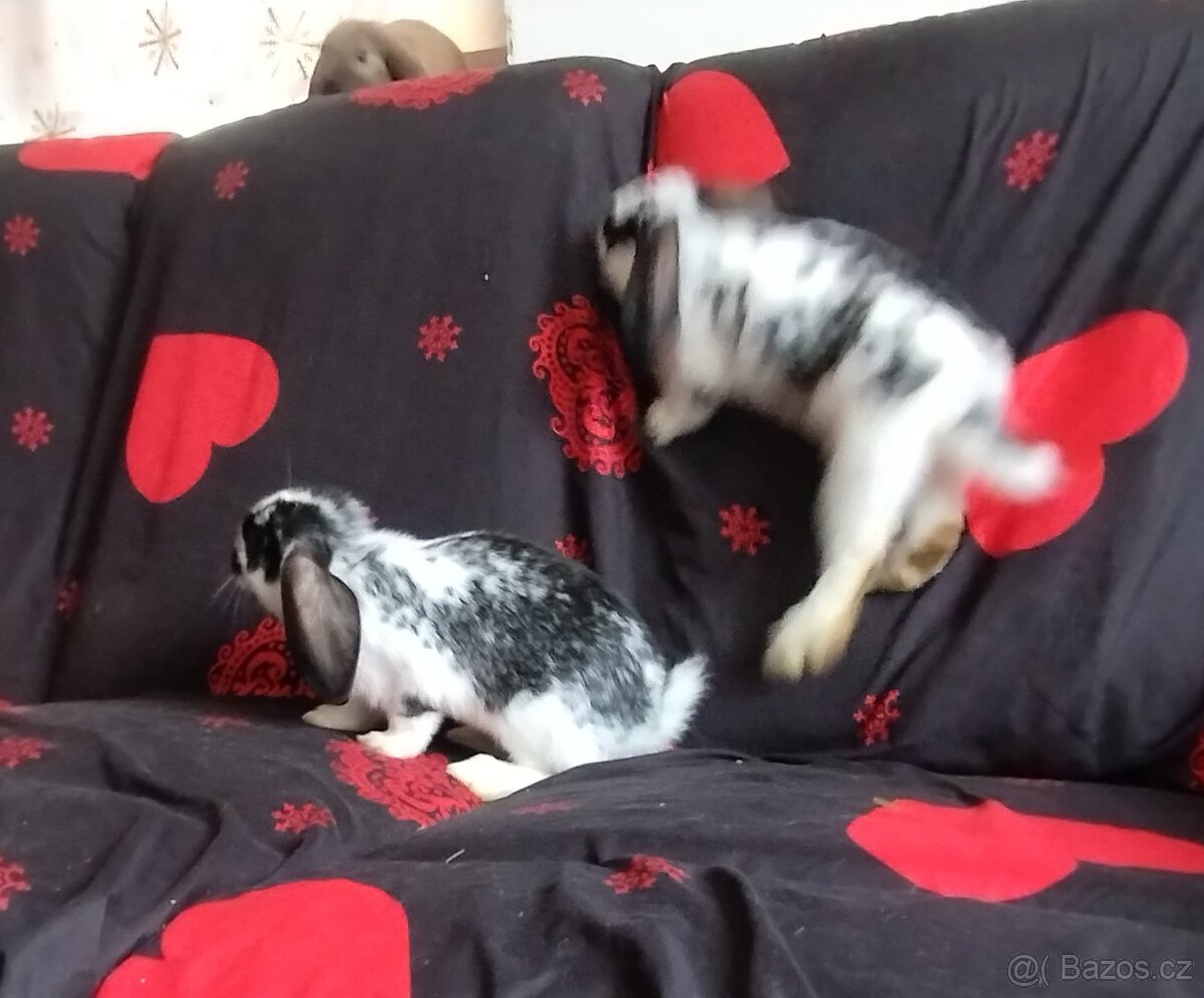 Hledáte kamaráda a společníka? - 4