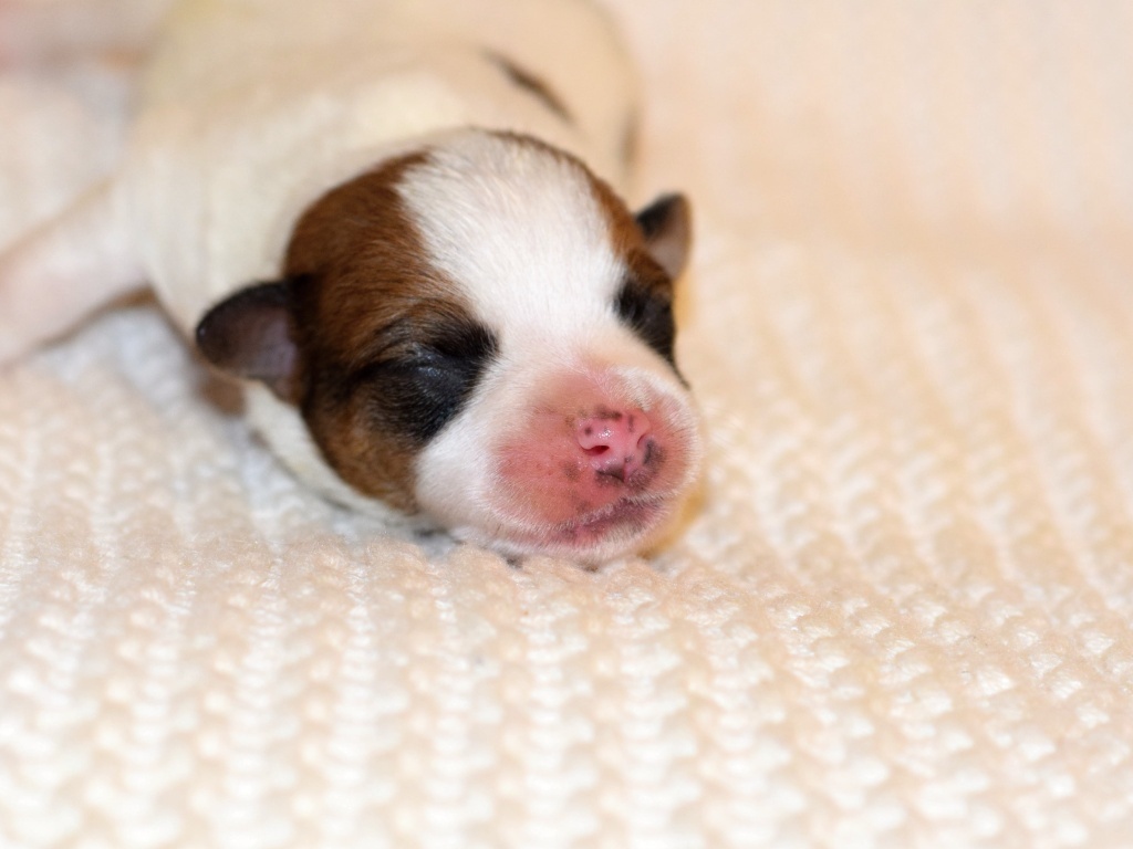 Jack Russel teriér s PP - 4