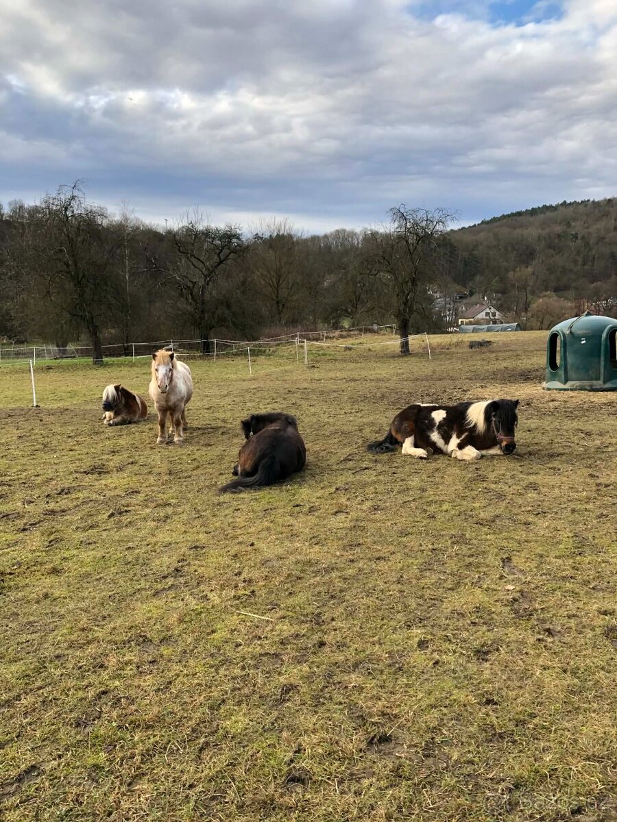 sháníme ponyho pro výpas v CHKO - 4