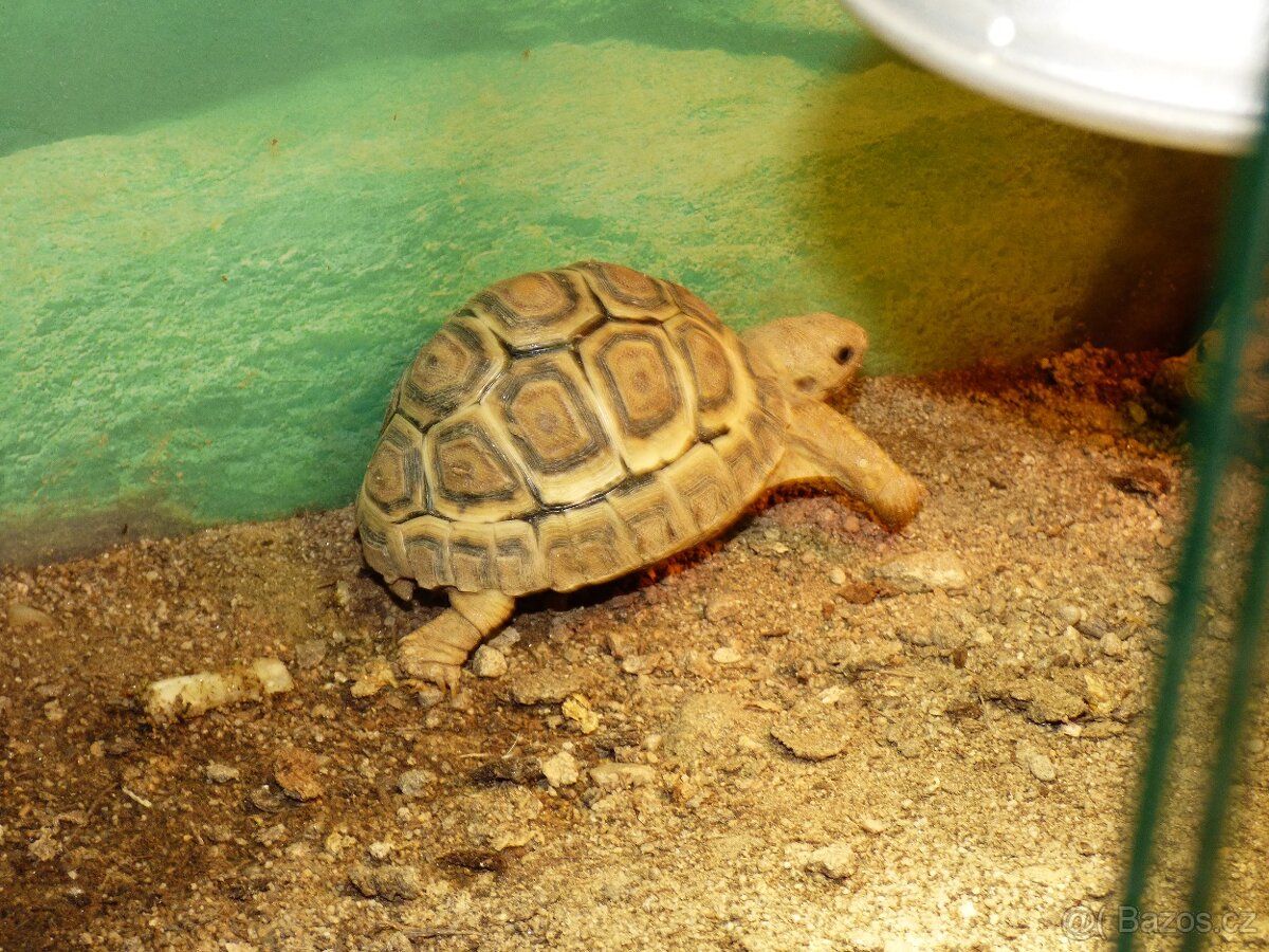 Želva pardálí (Stigmochelys pardalis babcockii) - 4