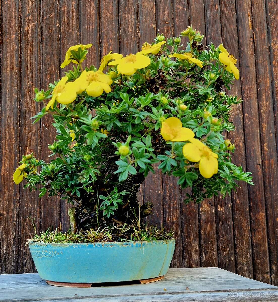 Bonsai, Bonsaj - Mochna 1 - 4