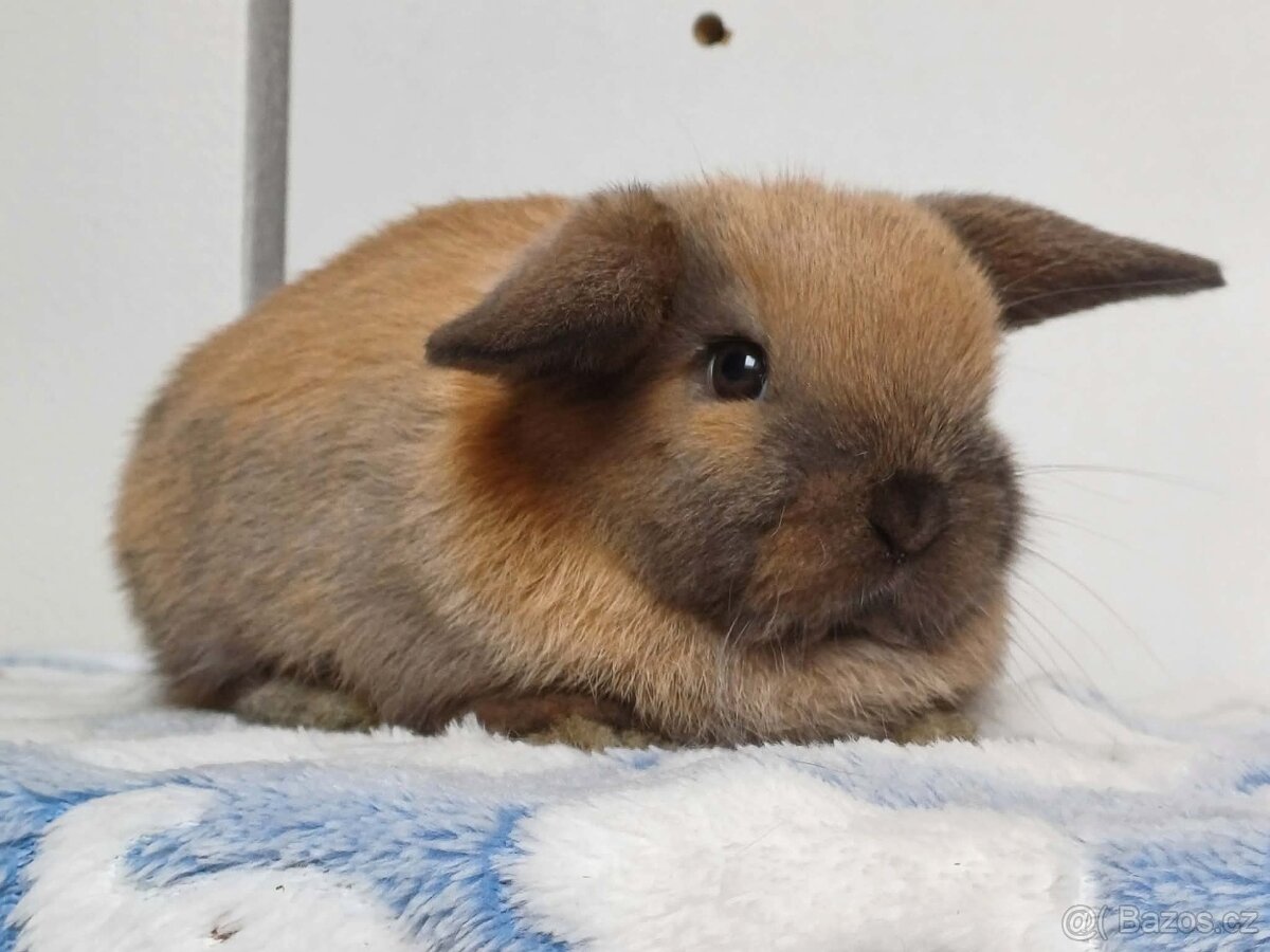 Minilop Samička Durynská - 4