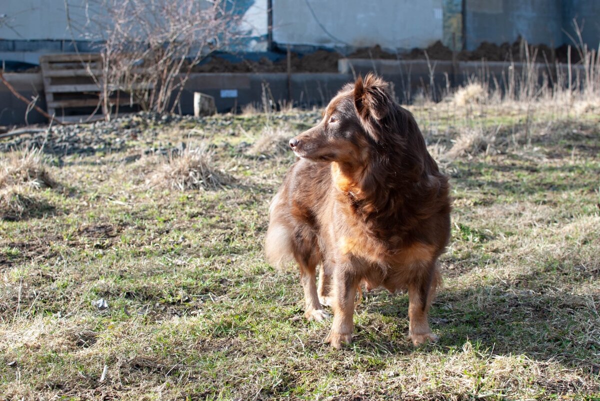 Fenka hledá domov - 4